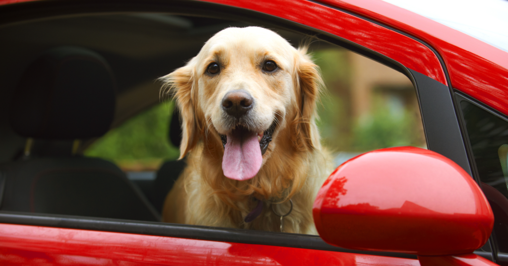 Golden retriever dog in a clean, red, car with the window down. 